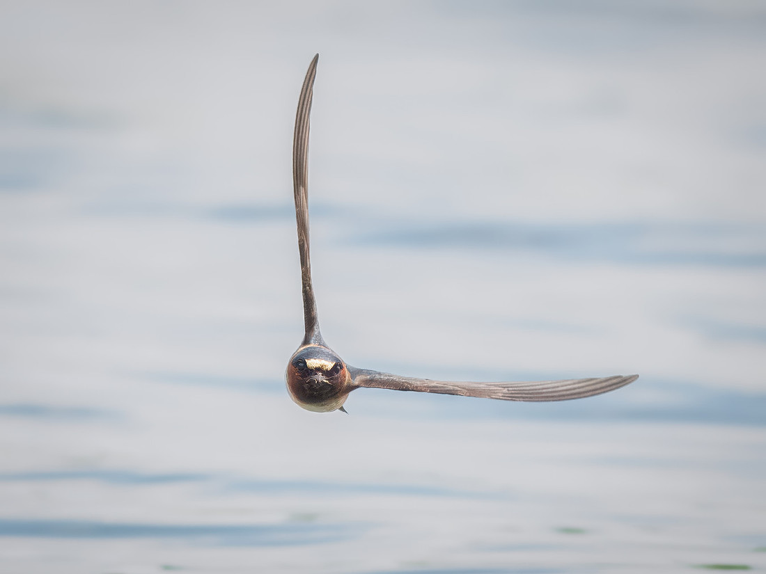 Cliff Swallows on Lake Dawson