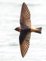 Cliff Swallows on Lake Dawson