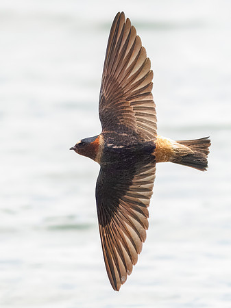 Cliff Swallows on Lake Dawson