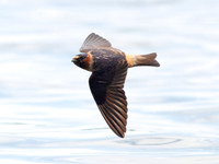 Cliff Swallows on Lake Dawson