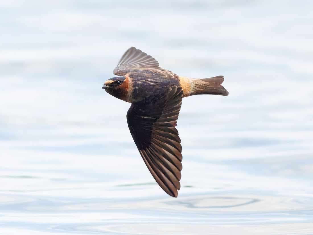 Cliff Swallows on Lake Dawson