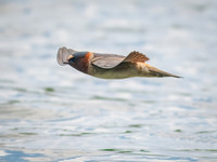 Cliff Swallows on Lake Dawson