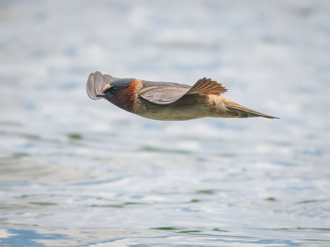 Cliff Swallows on Lake Dawson