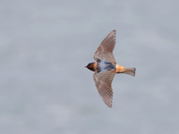 Cliff Swallows on Lake Dawson