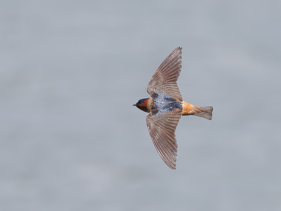 Cliff Swallows on Lake Dawson