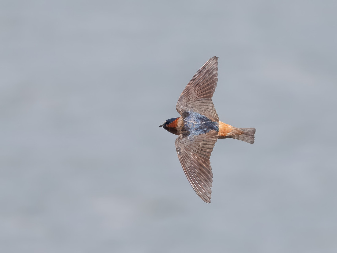 Cliff Swallows on Lake Dawson