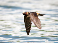 Cliff Swallows on Lake Dawson