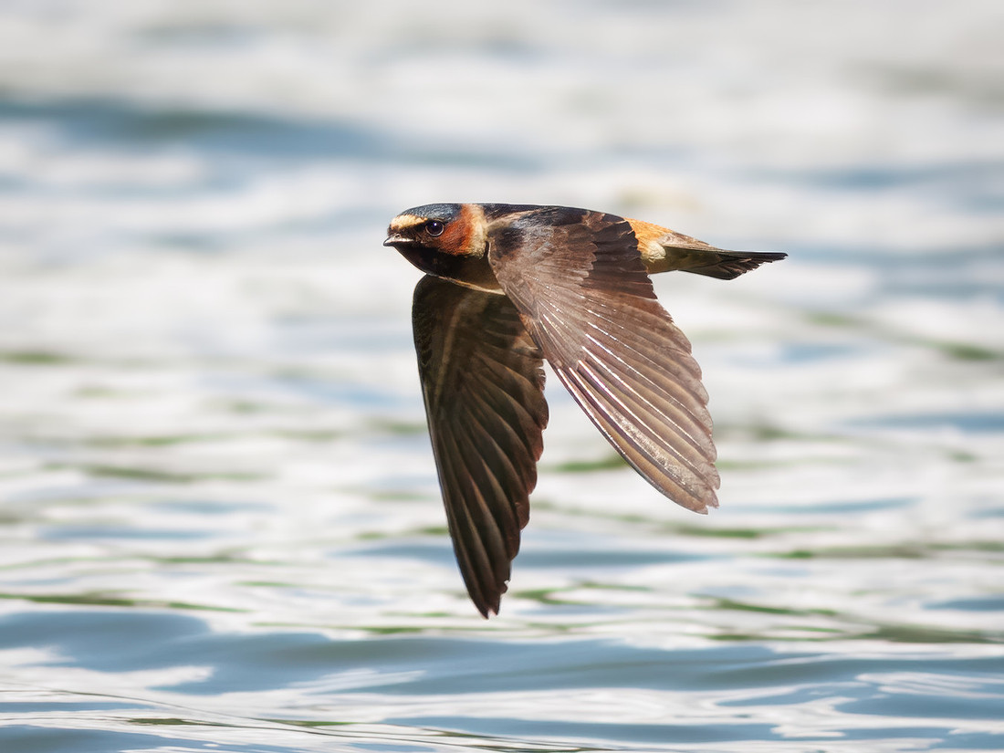 Cliff Swallows on Lake Dawson