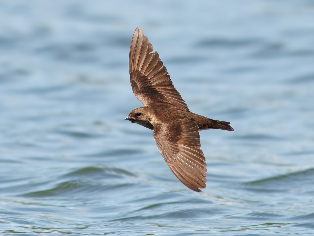 Northern Rough-winged Swallow on Lake Dawson