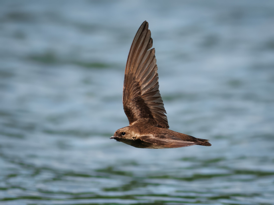 Northern Rough-winged Swallow on Lake Dawson