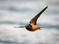 Barn Swallows on Lake Dawson