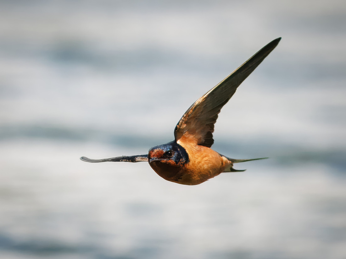 Barn Swallows on Lake Dawson