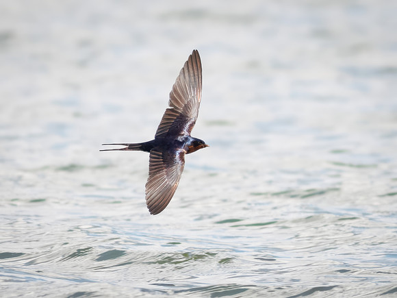 Barn Swallows on Lake Dawson
