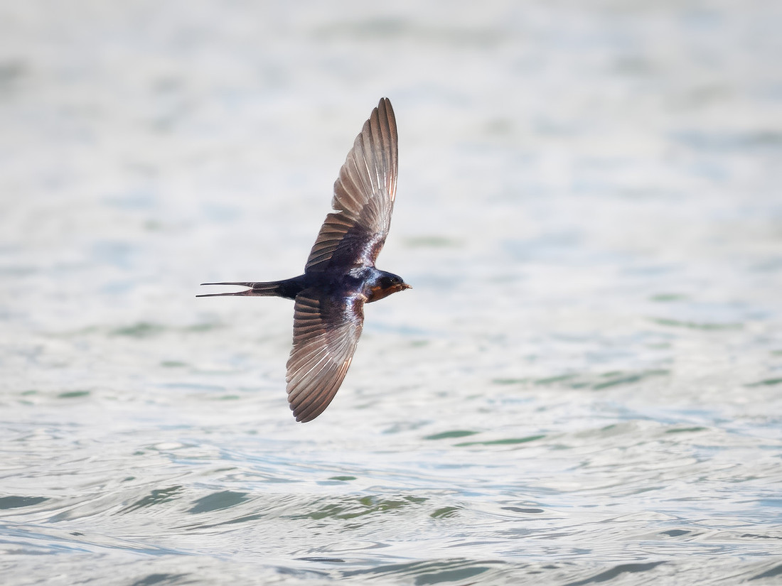 Barn Swallows on Lake Dawson