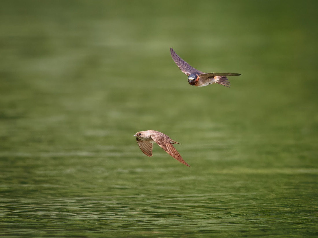 Cliff Swallows on Lake Dawson
