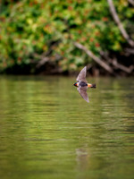 Cliff Swallows on Lake Dawson