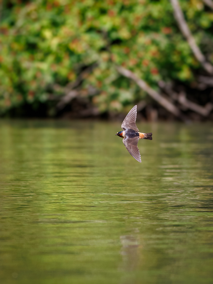 Cliff Swallows on Lake Dawson