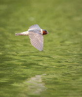 Cliff Swallows on Lake Dawson