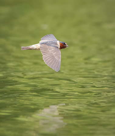 Cliff Swallows on Lake Dawson
