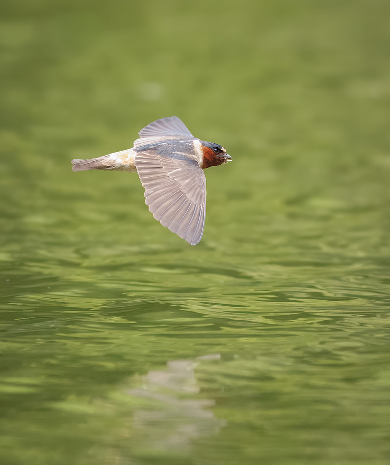Cliff Swallows on Lake Dawson