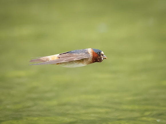 Cliff Swallows on Lake Dawson