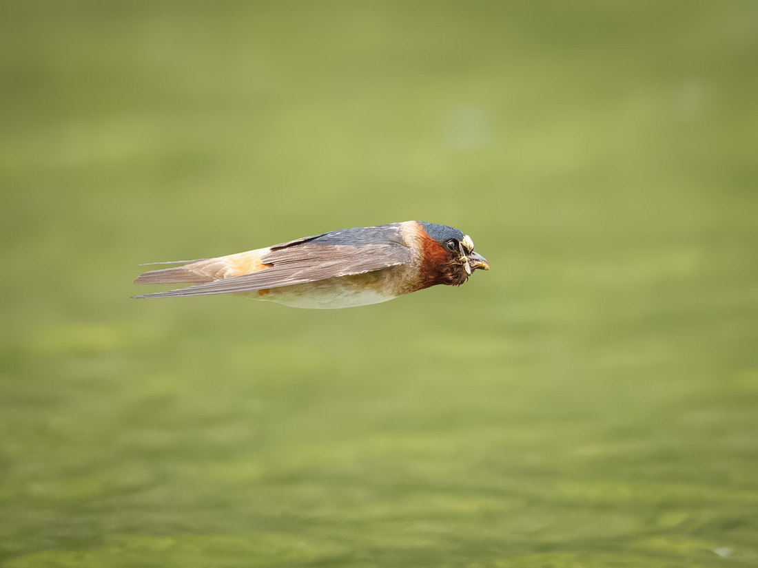 Cliff Swallows on Lake Dawson