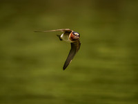 Cliff Swallows on Lake Dawson