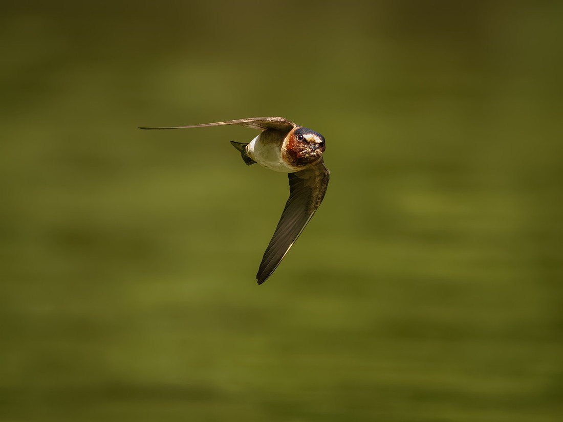 Cliff Swallows on Lake Dawson