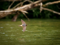 Cliff Swallows on Lake Dawson