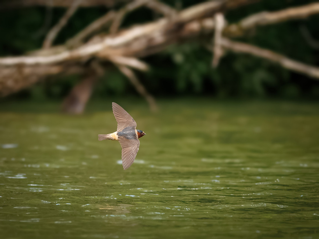 Cliff Swallows on Lake Dawson