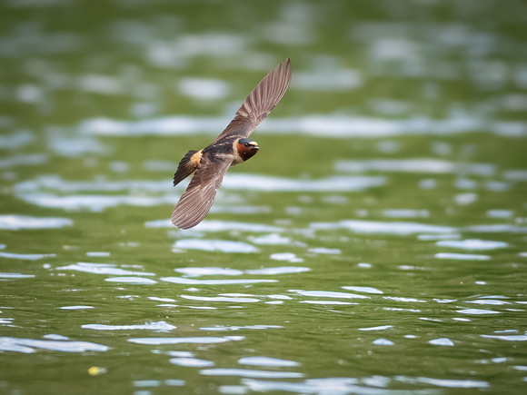 Cliff Swallows on Lake Dawson