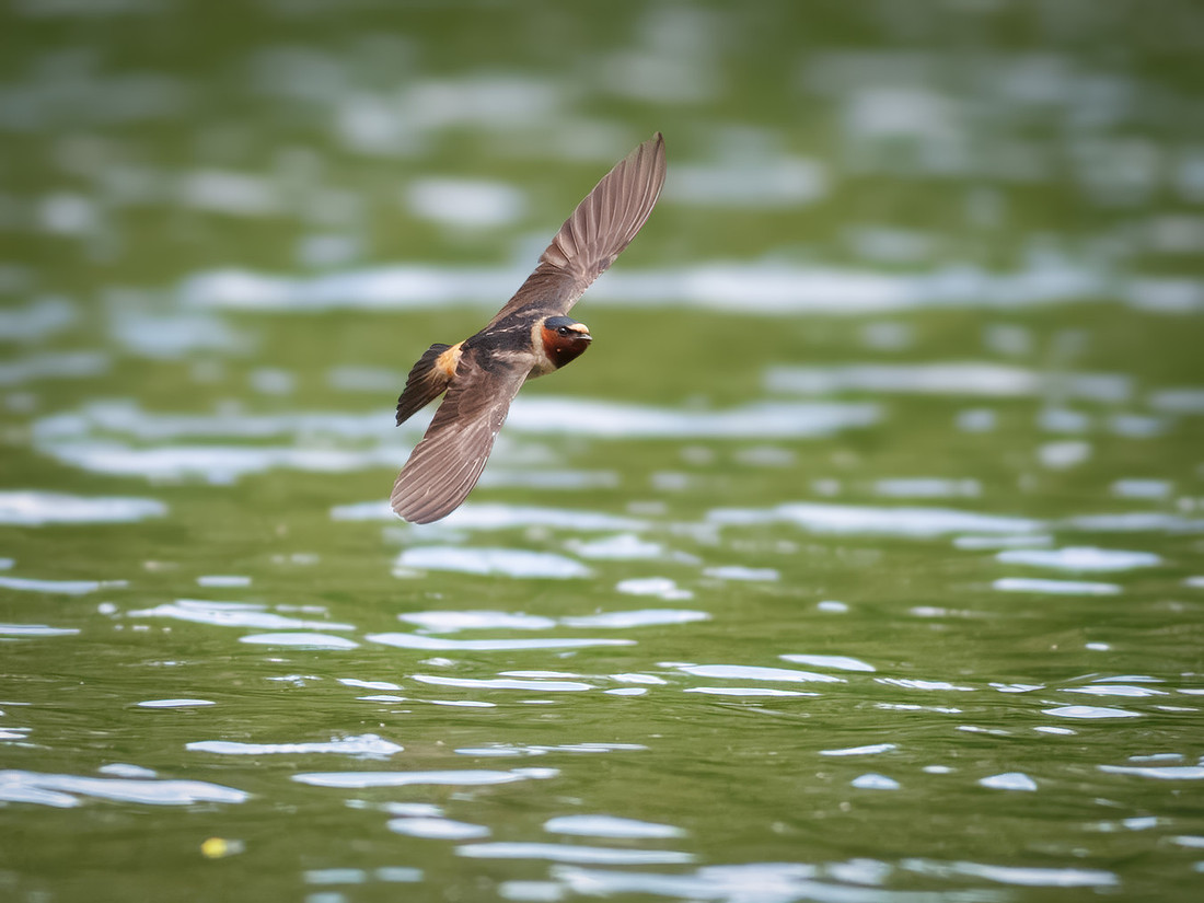Cliff Swallows on Lake Dawson