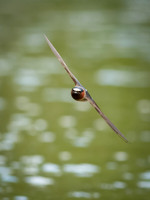 Cliff Swallows on Lake Dawson