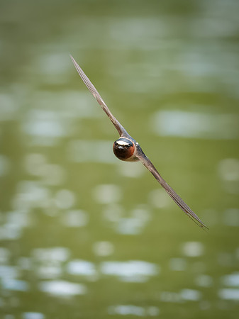 Cliff Swallows on Lake Dawson
