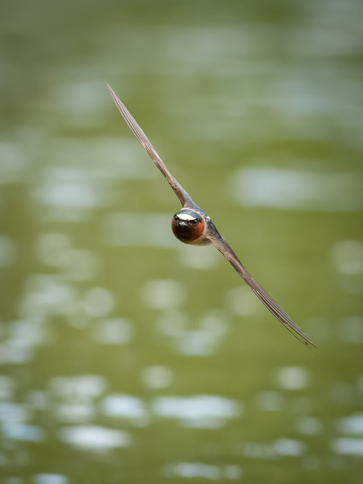 Cliff Swallows on Lake Dawson