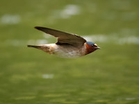 Cliff Swallows on Lake Dawson