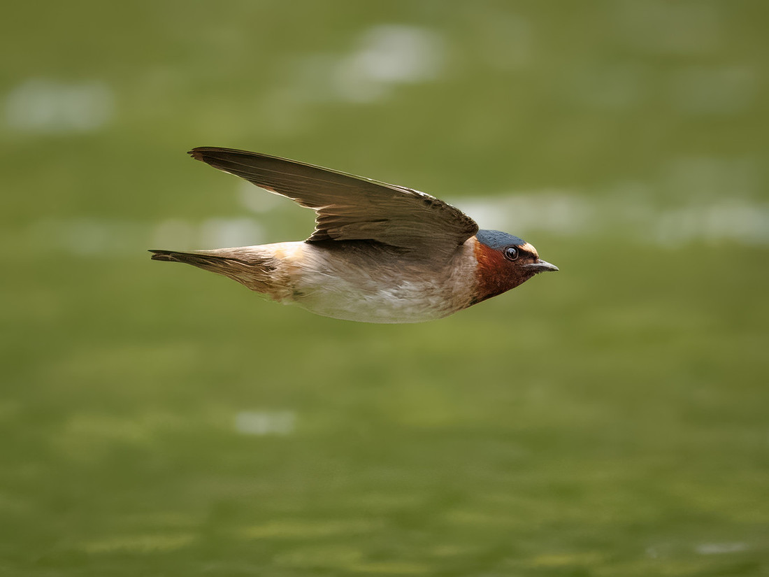 Cliff Swallows on Lake Dawson