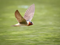 Cliff Swallows on Lake Dawson