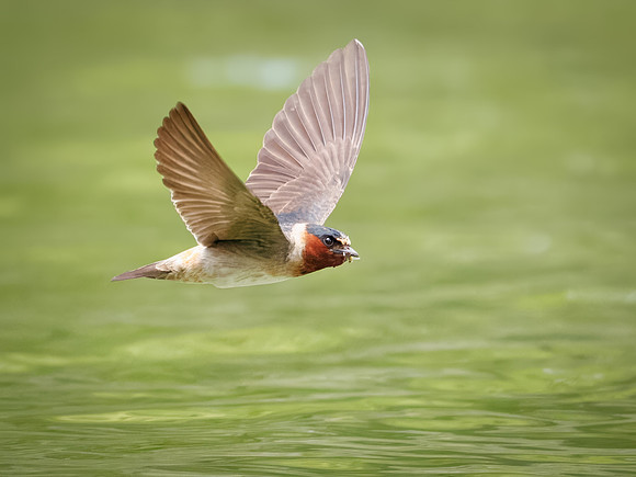 Cliff Swallows on Lake Dawson