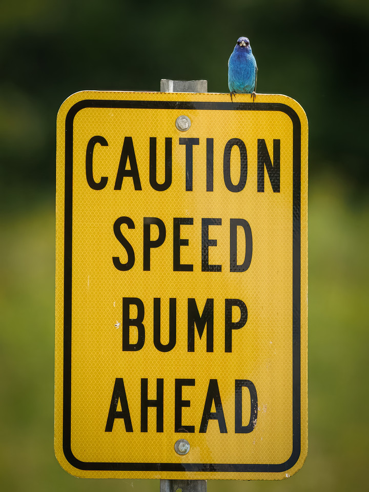 Indigo Bunting Life Advice