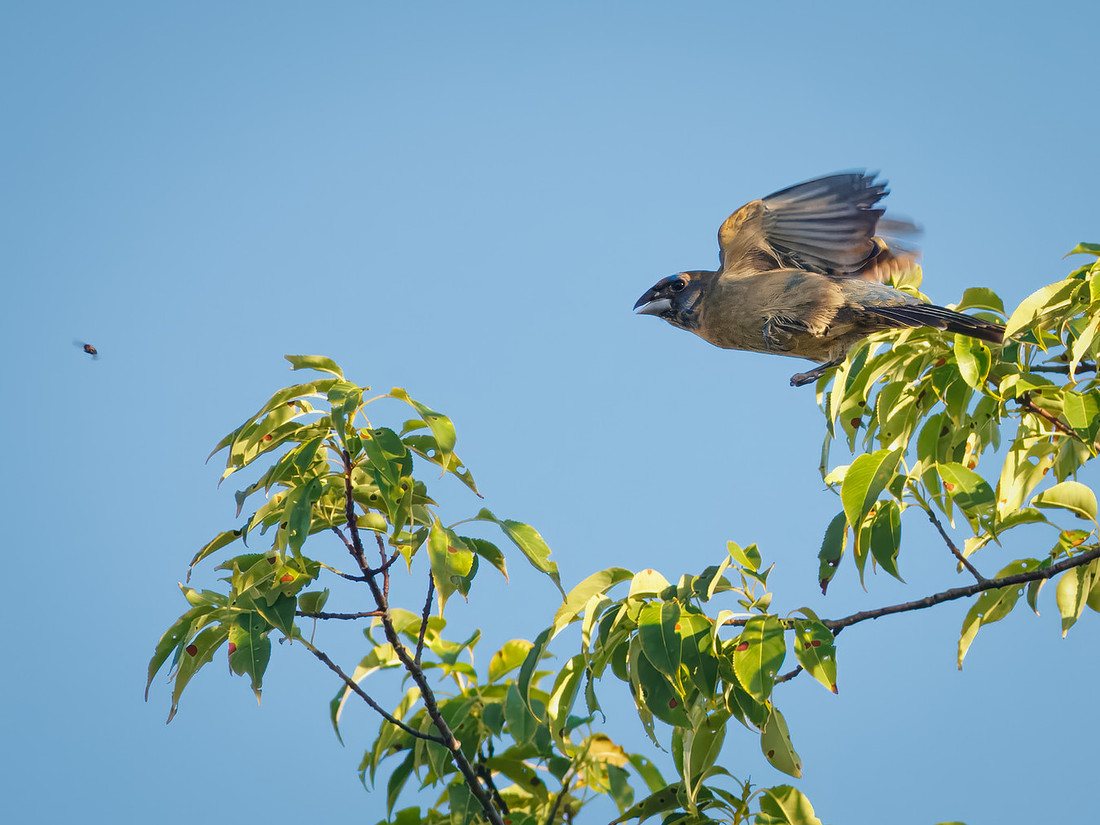 Blue Grosbeak on the Attack