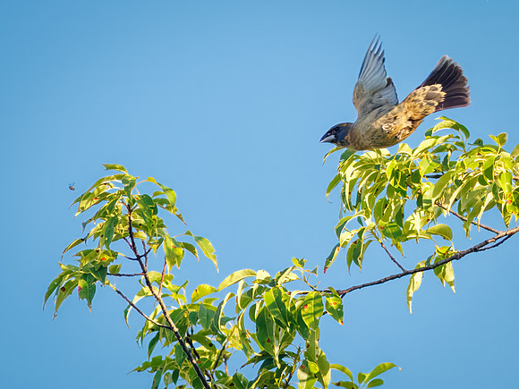 Blue Grosbeak on the Attack