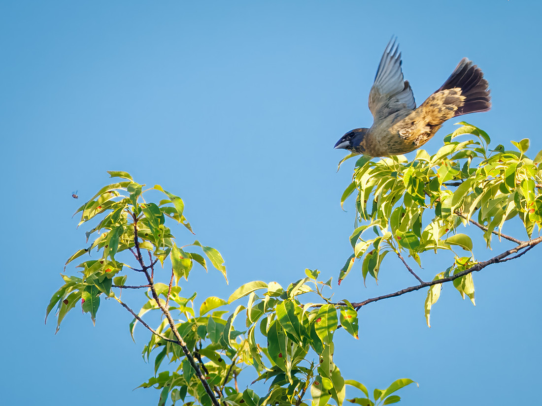 Blue Grosbeak on the Attack