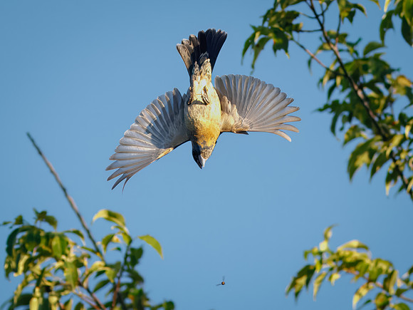 Blue Grosbeak on the Attack