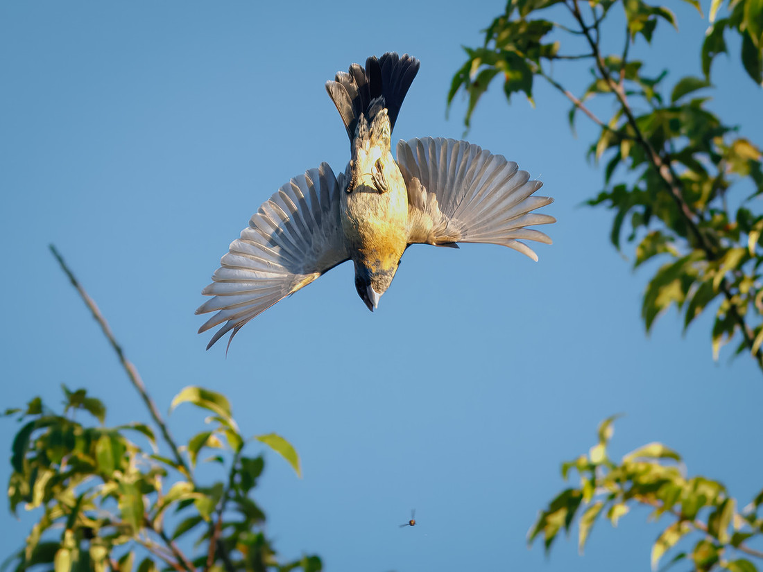 Blue Grosbeak on the Attack