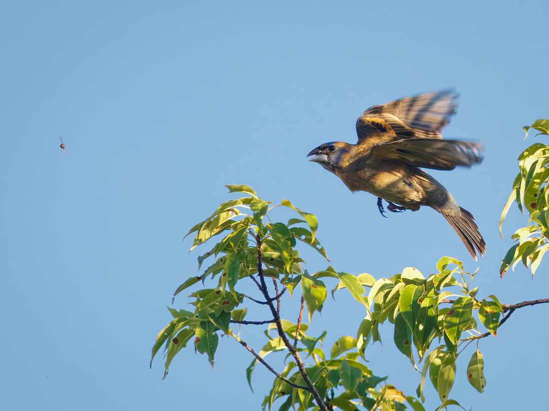 Blue Grosbeak on the Attack