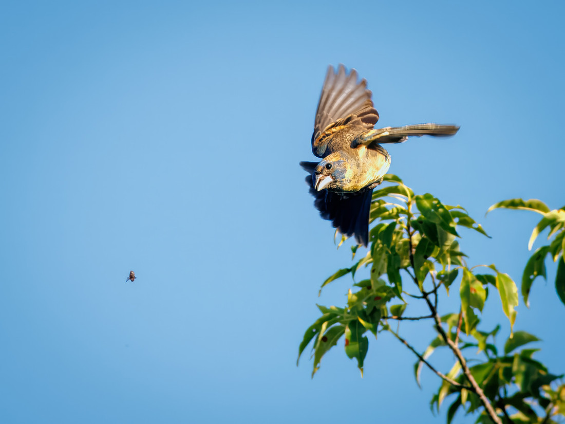 Blue Grosbeak on the Attack