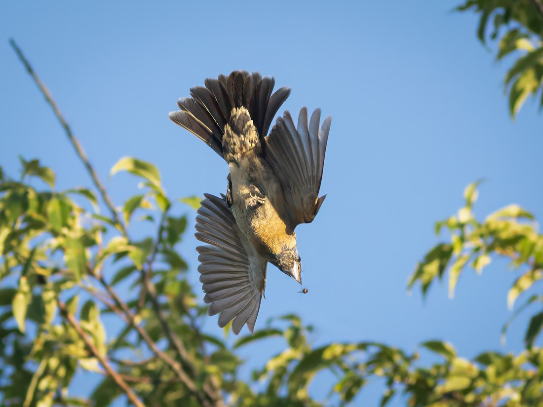 Blue Grosbeak on the Attack