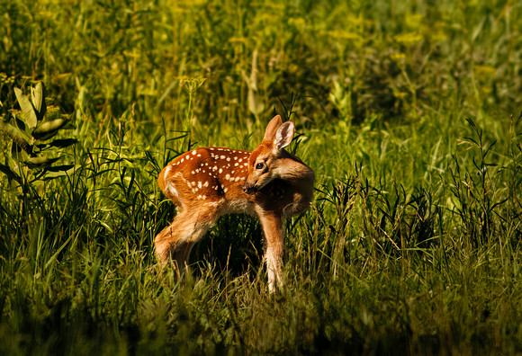 Sweet Fawn