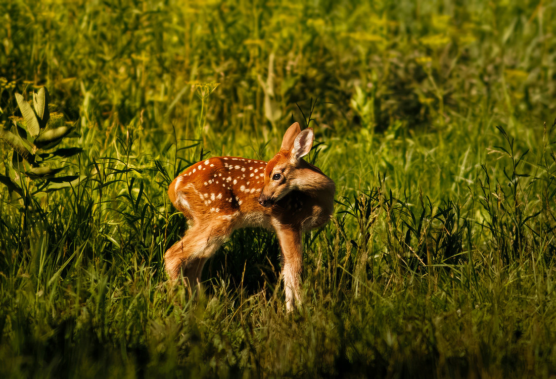Sweet Fawn